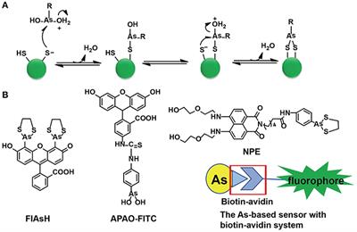 Recognition of Proteins by Metal Chelation-Based Fluorescent Probes in Cells